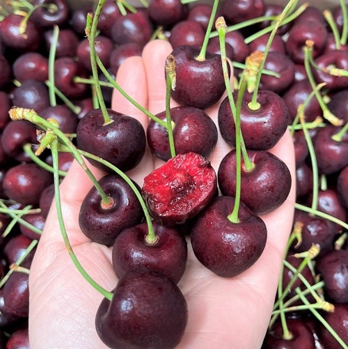 Cherry Mỹ